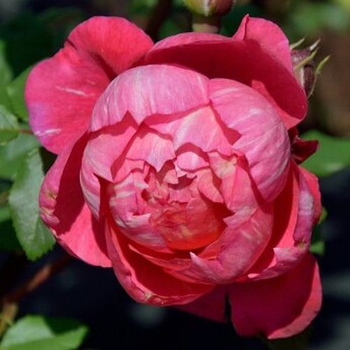 Rózsaszín - Rózsa - Crédit Mutuel - Online rózsa vásárlás